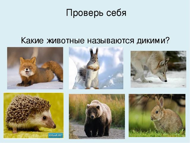 Презентация на тему "Домашние животные"