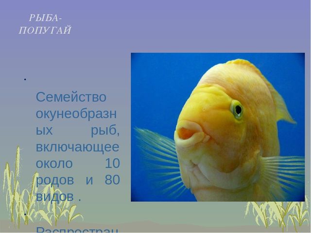 Презентация к занятию "Рыбы и их среда обитания"
