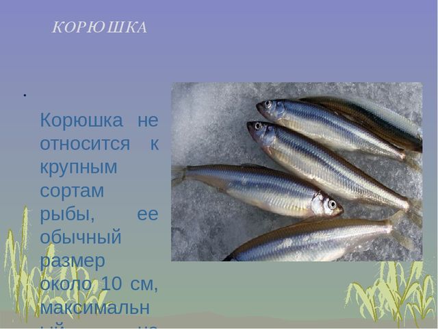 Презентация к занятию "Рыбы и их среда обитания"
