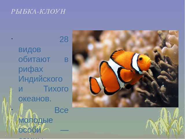 Презентация к занятию "Рыбы и их среда обитания"