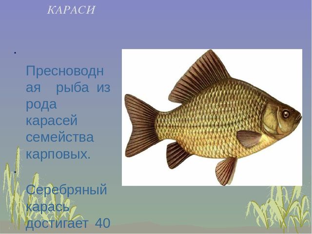 Презентация к занятию "Рыбы и их среда обитания"