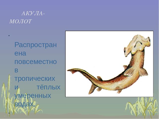 Презентация к занятию "Рыбы и их среда обитания"