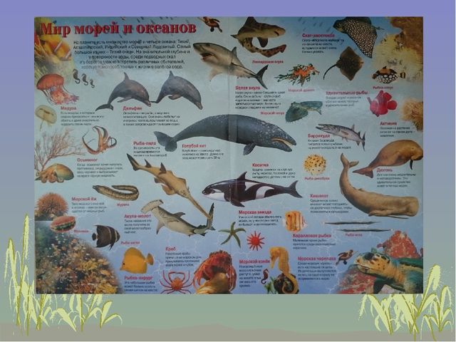 Презентация к занятию "Рыбы и их среда обитания"