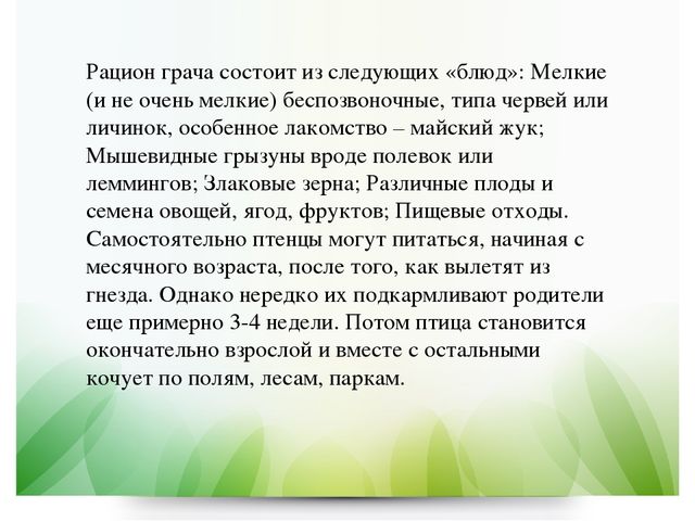 Презентация по экологии в ДОУ на тему "Грач" (подготовительная группа)