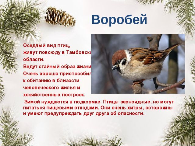 Презентация "Покормите птиц зимой"