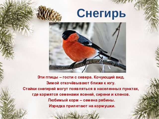 Презентация "Покормите птиц зимой"