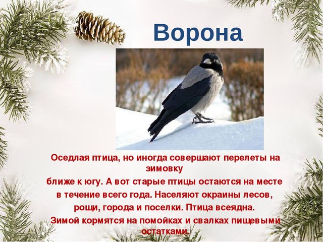 Презентация "Покормите птиц зимой"