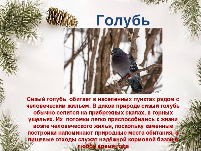 Презентация "Покормите птиц зимой"