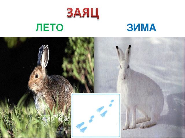 Презентация на тему «Животные зимой» для подготовительной группы.