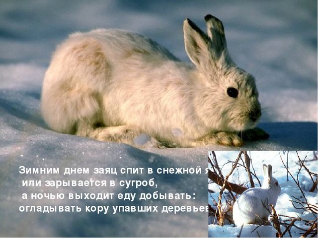 Презентация на тему «Животные зимой» для подготовительной группы.