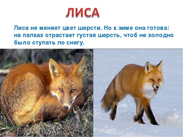 Презентация на тему «Животные зимой» для подготовительной группы.