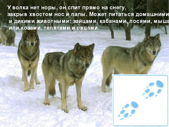 Презентация на тему «Животные зимой» для подготовительной группы.