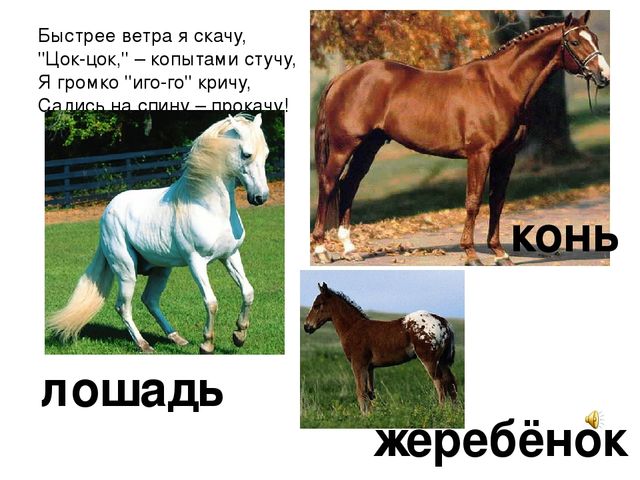 Презентация «Домашние животные» — где дети познакомятся с домашними животными и их детенышам.