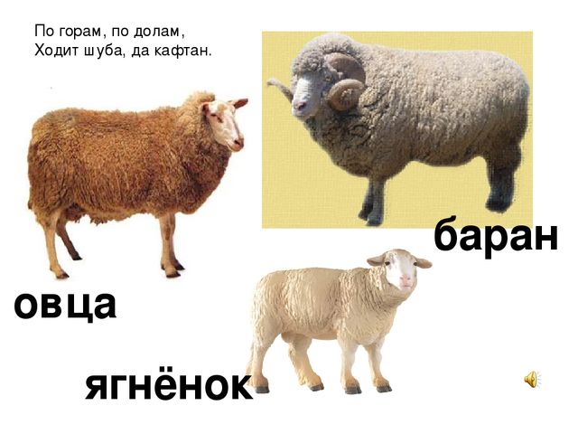 Презентация «Домашние животные» — где дети познакомятся с домашними животными и их детенышам.