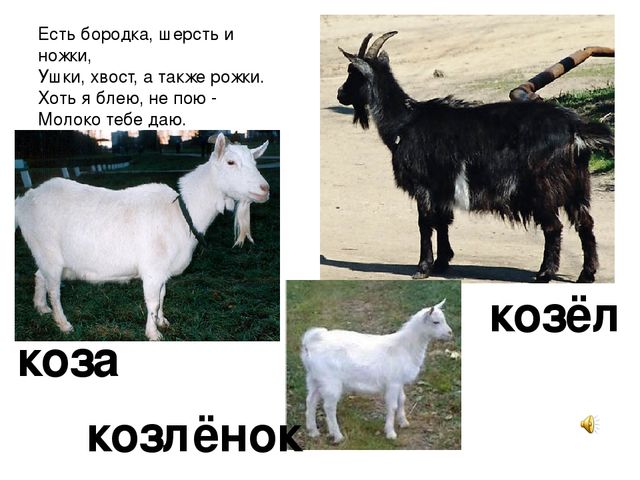 Презентация «Домашние животные» — где дети познакомятся с домашними животными и их детенышам.