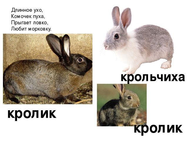 Презентация «Домашние животные» — где дети познакомятся с домашними животными и их детенышам.