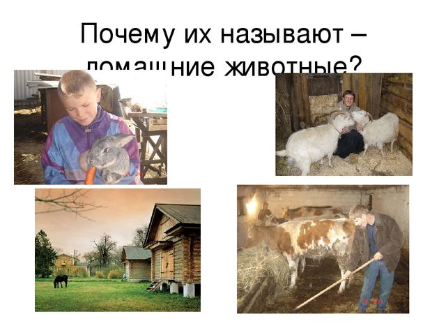 Презентация «Домашние животные» — где дети познакомятся с домашними животными и их детенышам.