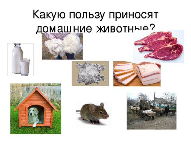 Презентация «Домашние животные» — где дети познакомятся с домашними животными и их детенышам.