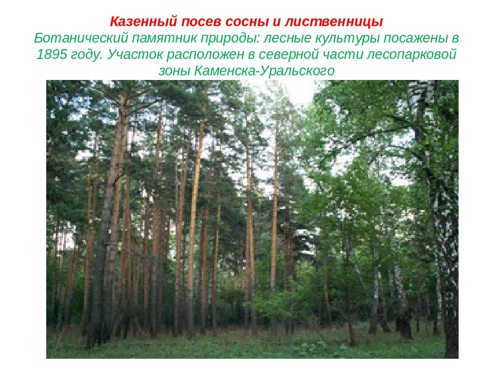 Презентация для старших дошкольников "Природные памятники Каменска - Уральского"