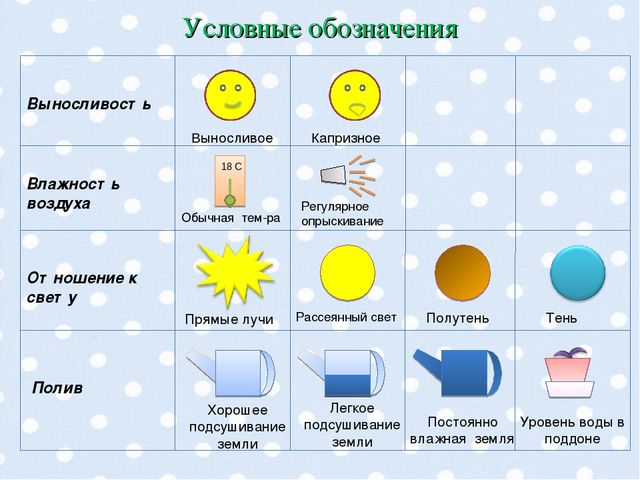 Презентация "Паспорт комнатных растений".