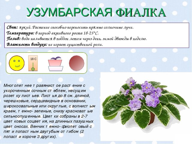 Презентация "Паспорт комнатных растений".
