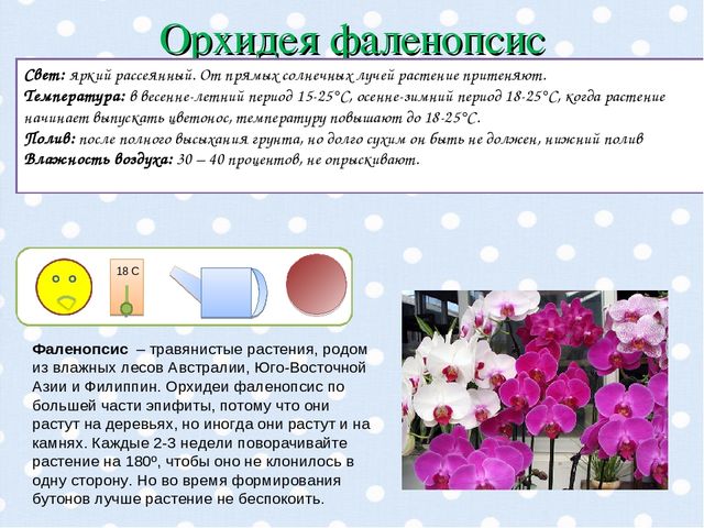Презентация "Паспорт комнатных растений".