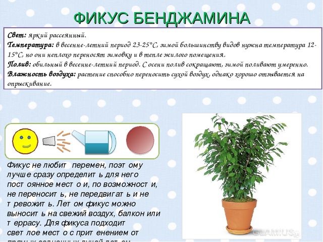 Презентация "Паспорт комнатных растений".