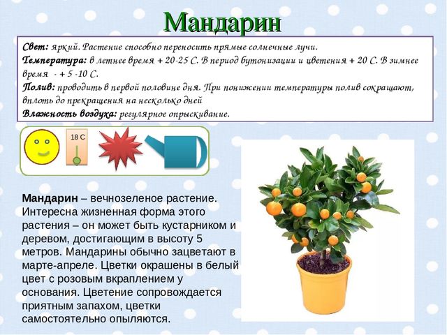 Презентация "Паспорт комнатных растений".