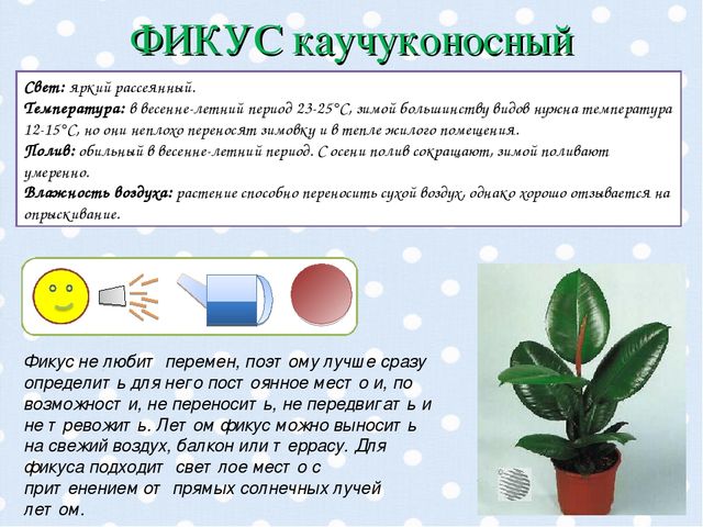 Презентация "Паспорт комнатных растений".