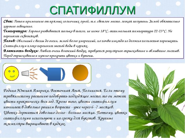 Презентация "Паспорт комнатных растений".