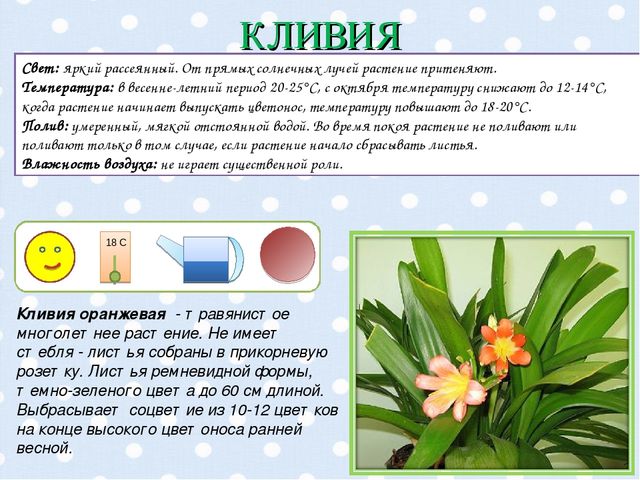 Презентация "Паспорт комнатных растений".
