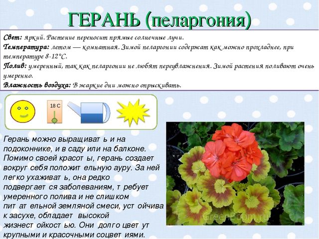 Презентация "Паспорт комнатных растений".