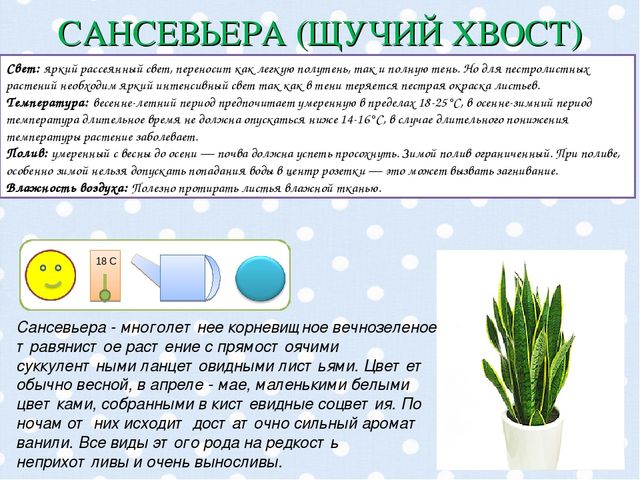 Презентация "Паспорт комнатных растений".