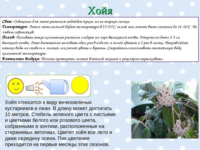 Презентация "Паспорт комнатных растений".