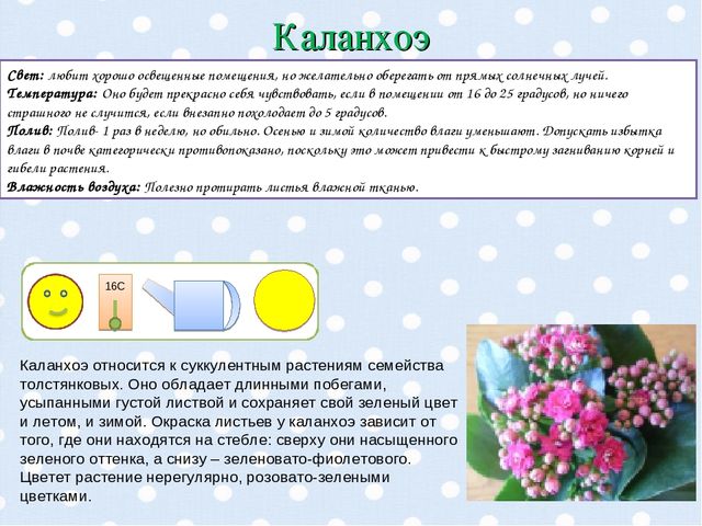 Презентация "Паспорт комнатных растений".