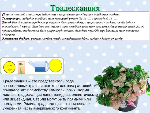 Презентация "Паспорт комнатных растений".