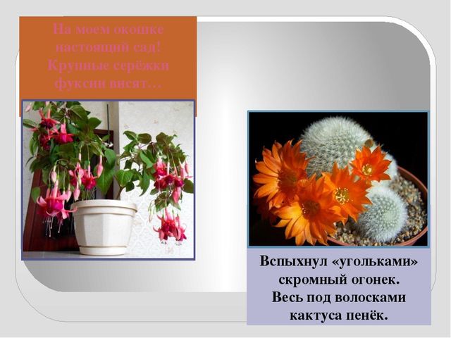 Презентация " КОМНАТНЫЕ РАСТЕНИЯ"