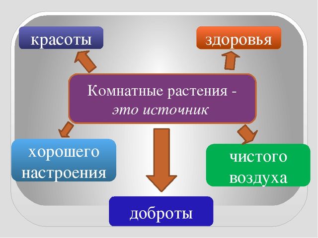 Презентация " КОМНАТНЫЕ РАСТЕНИЯ"