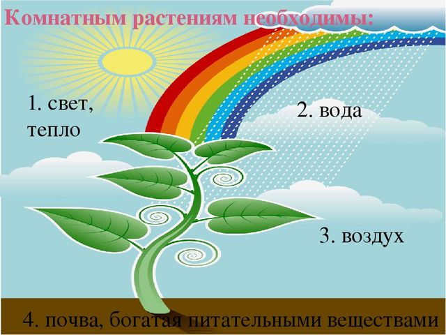 Презентация " КОМНАТНЫЕ РАСТЕНИЯ"