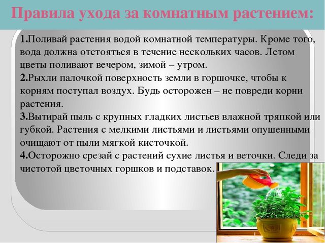 Презентация " КОМНАТНЫЕ РАСТЕНИЯ"
