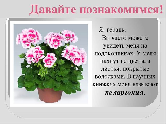 Презентация " КОМНАТНЫЕ РАСТЕНИЯ"