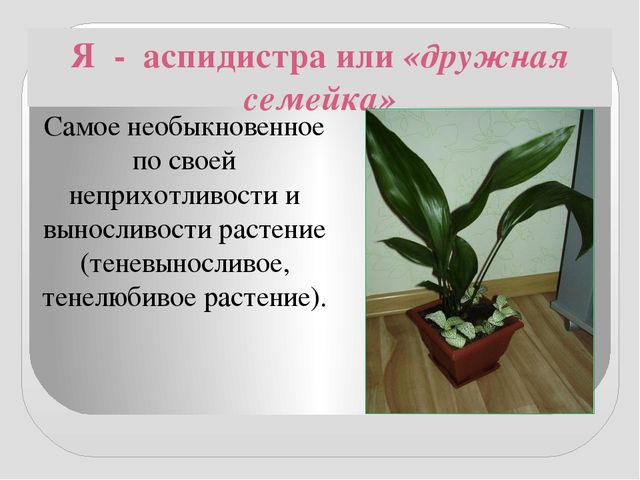 Презентация " КОМНАТНЫЕ РАСТЕНИЯ"