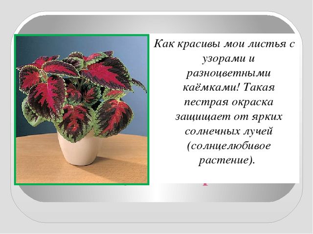 Презентация " КОМНАТНЫЕ РАСТЕНИЯ"