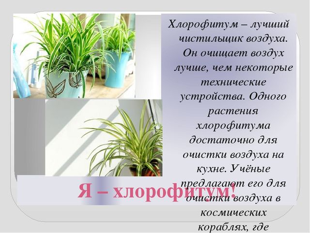 Презентация " КОМНАТНЫЕ РАСТЕНИЯ"