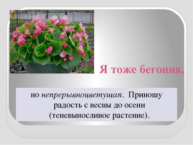 Презентация " КОМНАТНЫЕ РАСТЕНИЯ"