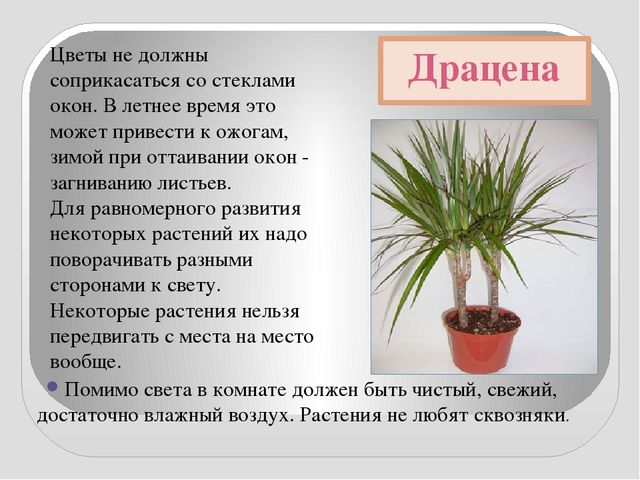 Презентация " КОМНАТНЫЕ РАСТЕНИЯ"