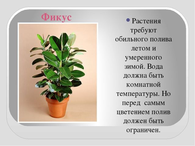 Презентация " КОМНАТНЫЕ РАСТЕНИЯ"