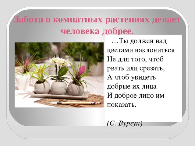Презентация " КОМНАТНЫЕ РАСТЕНИЯ"