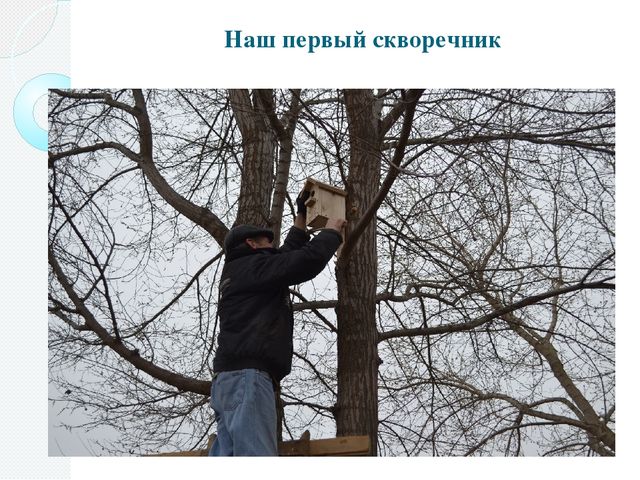 Фотоотчёт о проделанной работе в рамках акции "Скворушка"