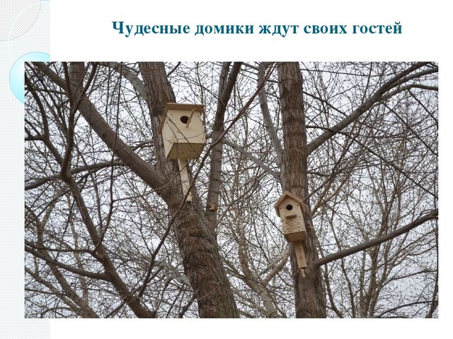 Фотоотчёт о проделанной работе в рамках акции "Скворушка"